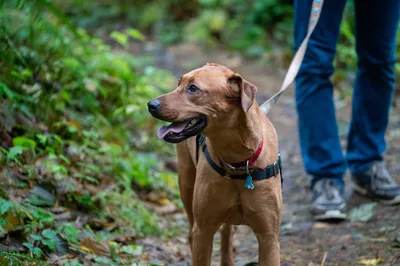 dog on leash on hiking trail