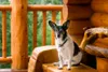 dog on pet friendly cabin deck