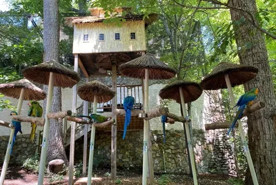 Parrot Mountain and Gardens in Pigeon Forge TN