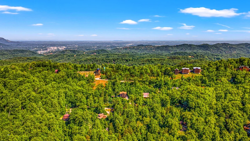 A Tree Top View
