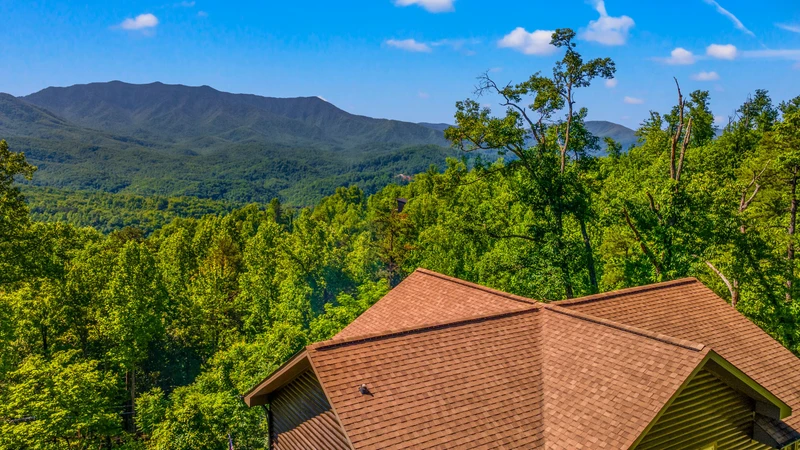 A Tree Top View