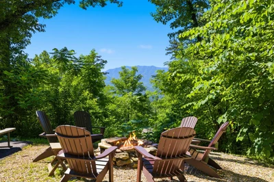 A Tree Top View