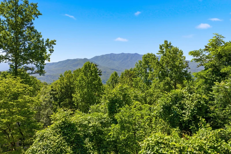 A Tree Top View