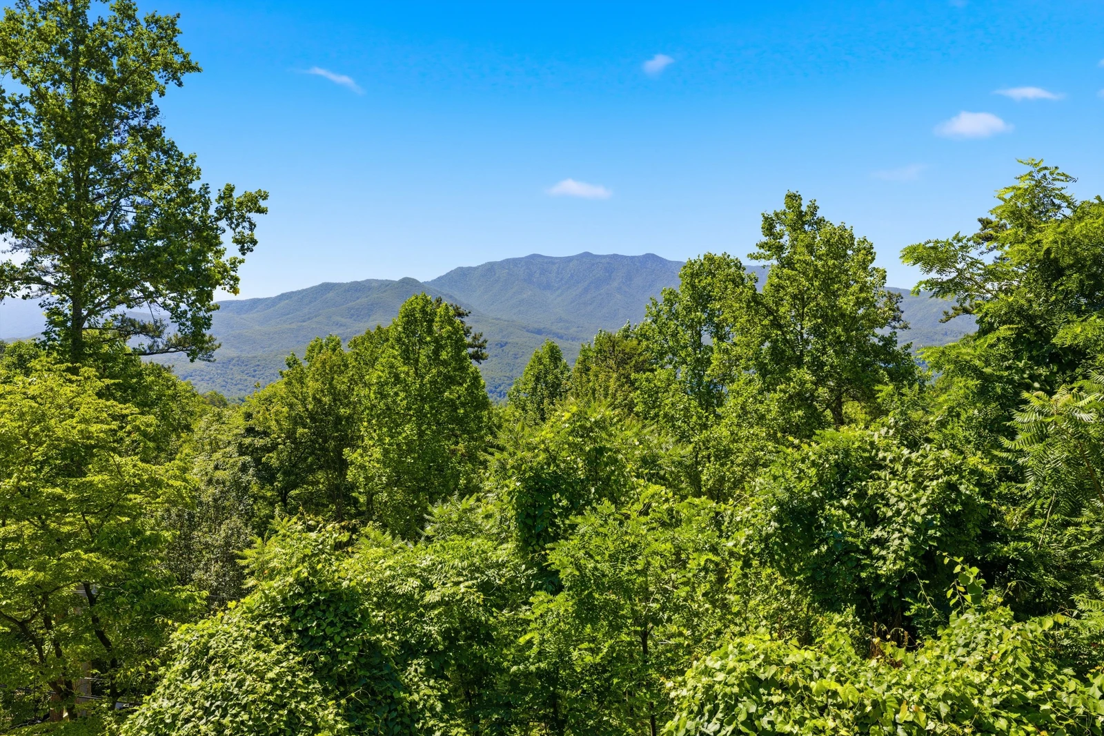 A Tree Top View