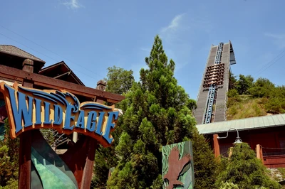wild eagle at Dollywood