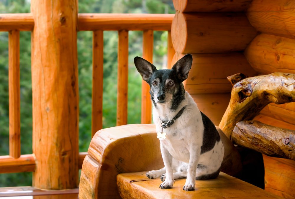 dog on pet friendly cabin deck