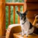 dog on pet friendly cabin deck
