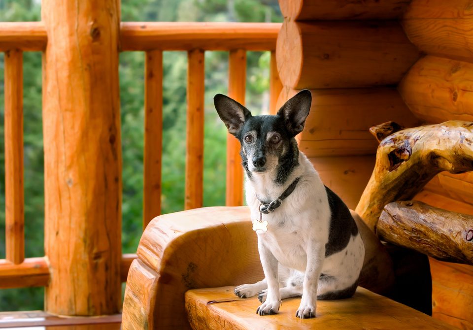 dog on pet friendly cabin deck
