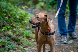 dog on leash on hiking trail