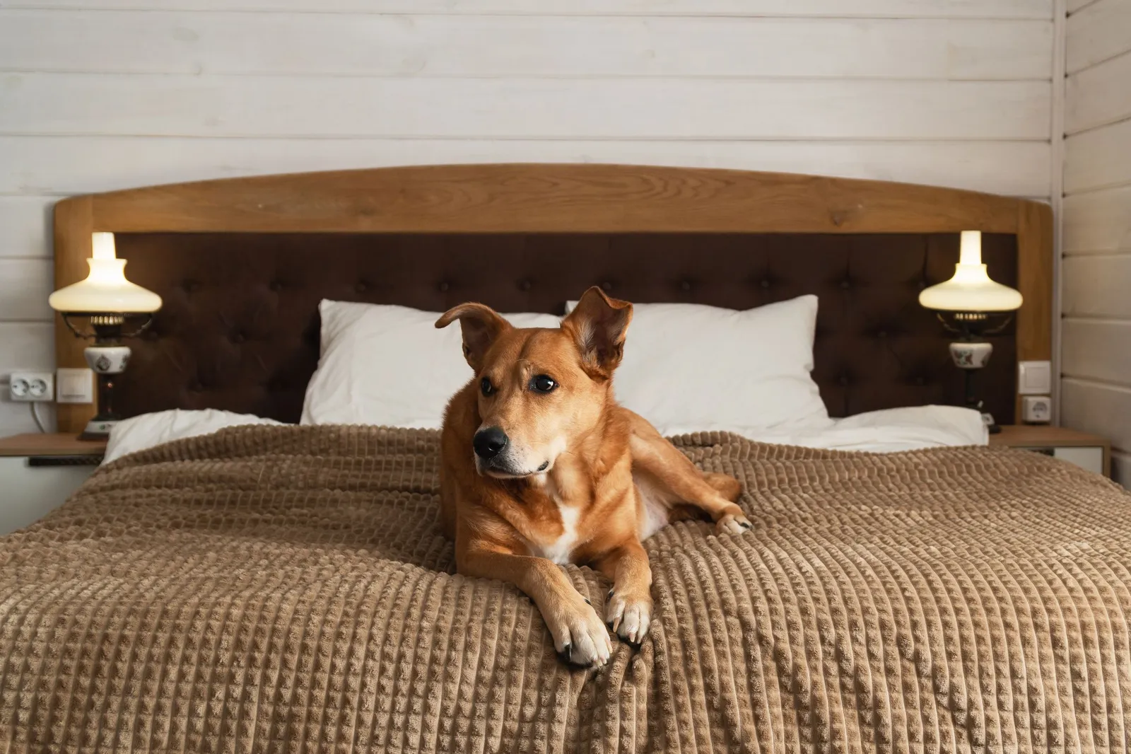 shutterstock_2219896117